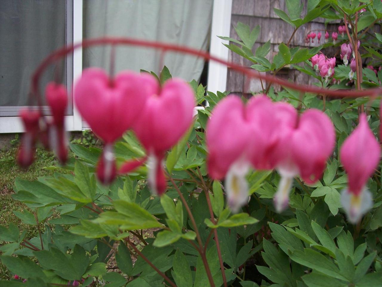 Hummingbird Hill Bed and Breakfast Stoddard Esterno foto